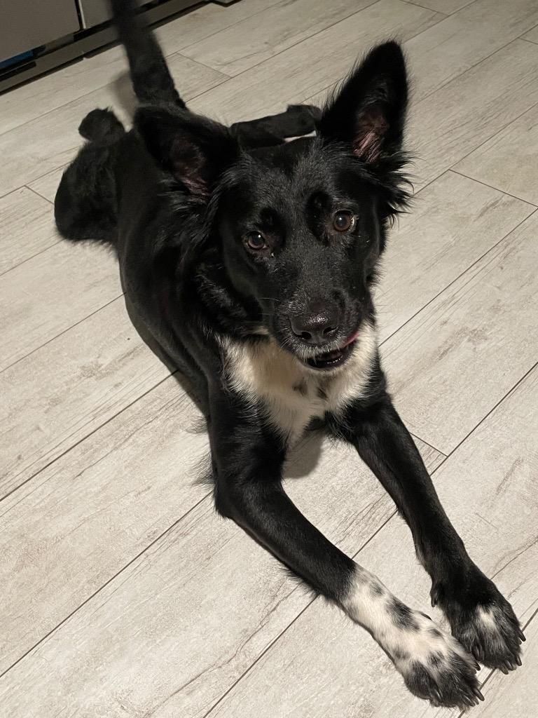 Cassie, adopted, Young Female Collie.