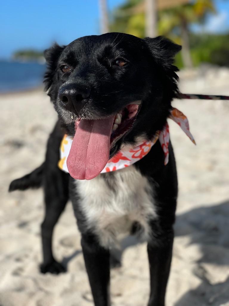 Enlarge Cassie, an adopted mixed breed in Thornhill, ON image 2/2