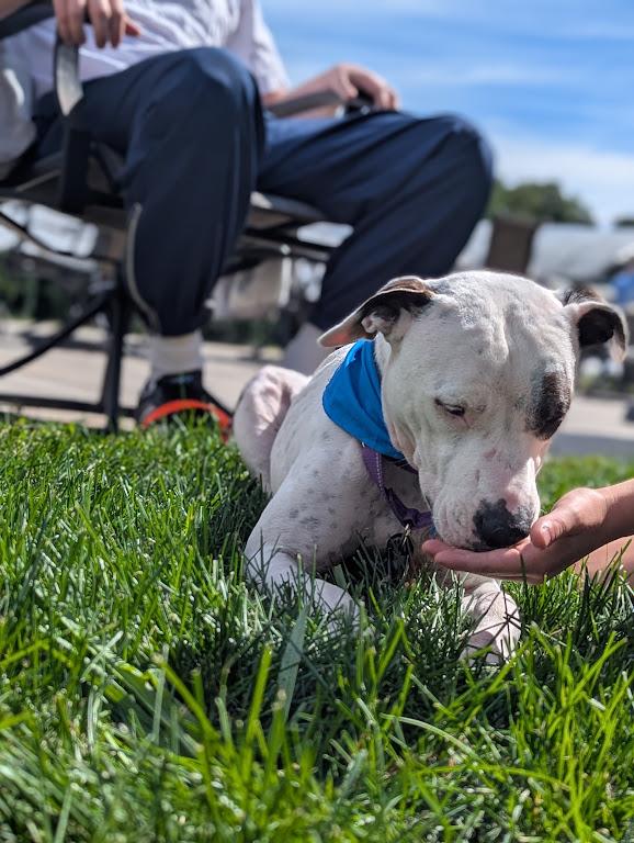 Enlarge Bria - Local Lady, a Adoptable mixed breed in Andover, MA image 3/6
