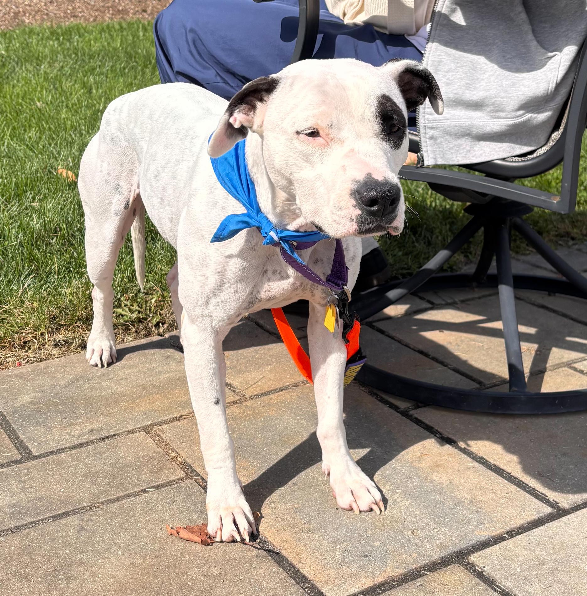 Enlarge Bria - Local Lady, a Adoptable mixed breed in Andover, MA image 2/6
