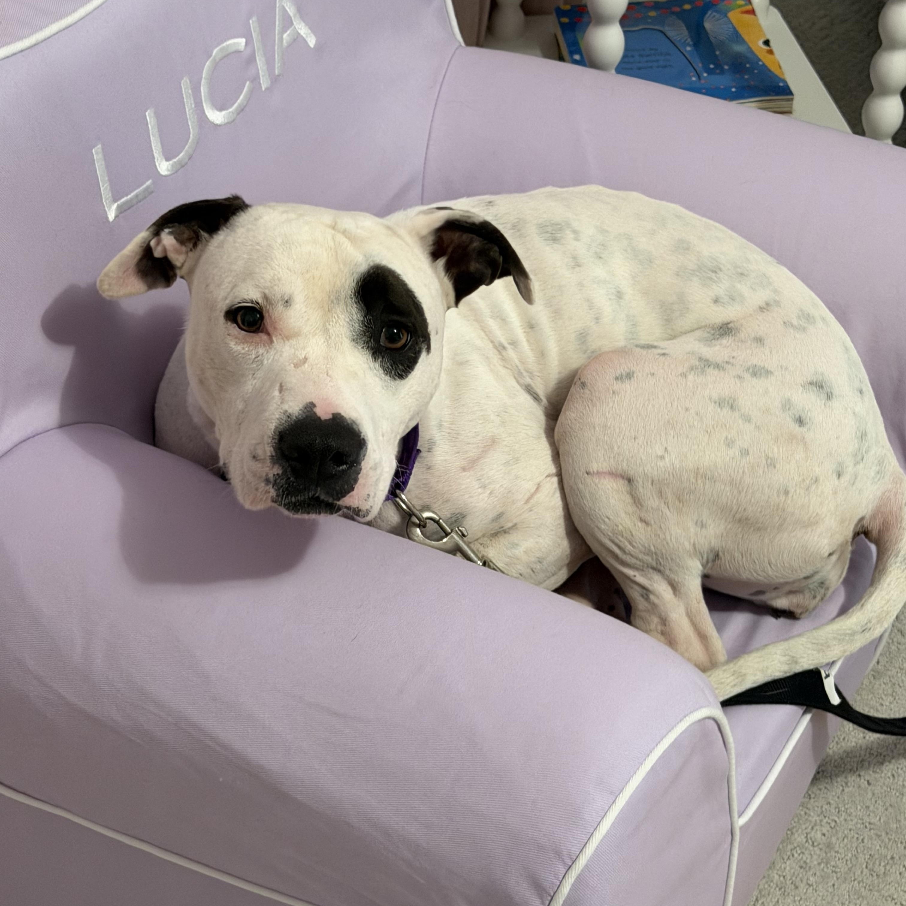 Enlarge Bria - Local Lady, a Adoptable mixed breed in Andover, MA image 4/6
