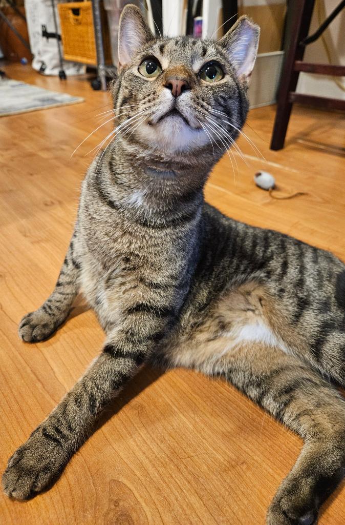 Shawn Spencer, Adoptable, Young Male Domestic Short Hair.