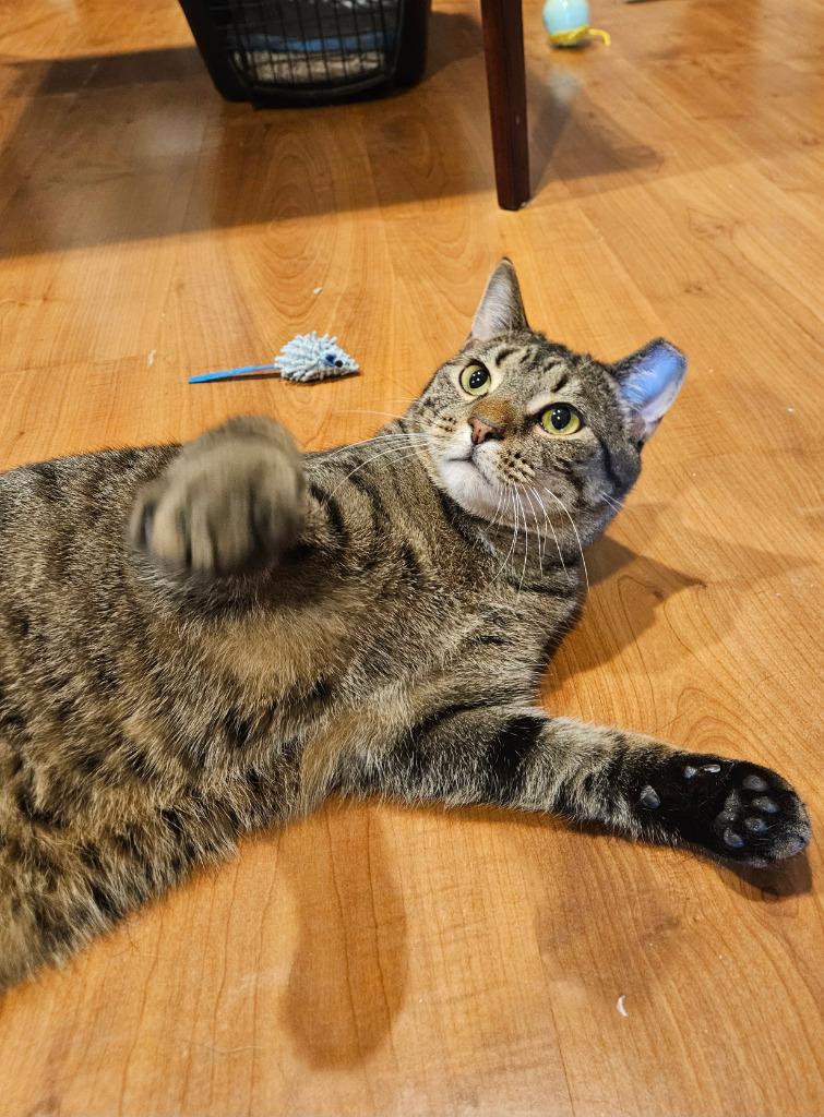 Enlarge Shawn Spencer, a Adoptable mixed breed in Parkville, MD image 3/6