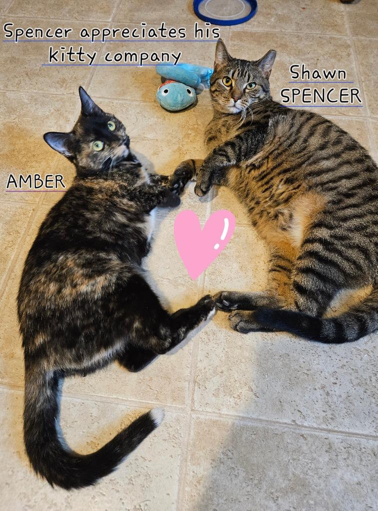 Shawn Spencer, Adoptable, Young Male Domestic Short Hair.