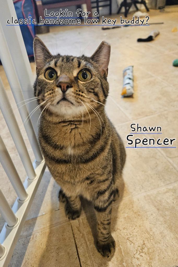 Enlarge Shawn Spencer, a Adoptable mixed breed in Parkville, MD image 4/6