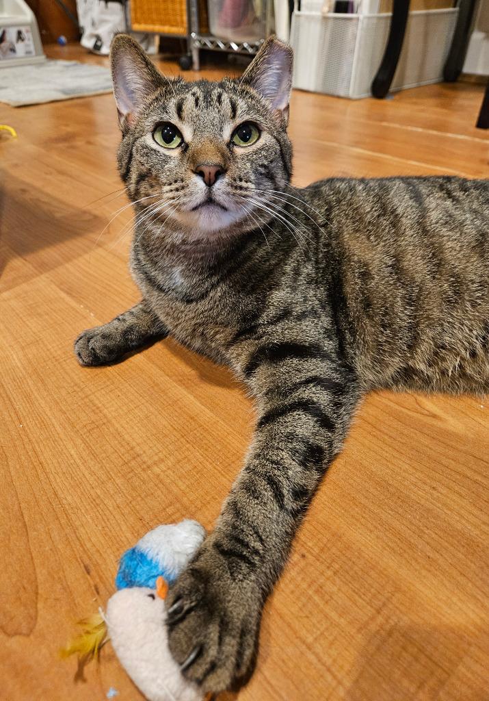 Enlarge Shawn Spencer, a Adoptable mixed breed in Parkville, MD image 5/6