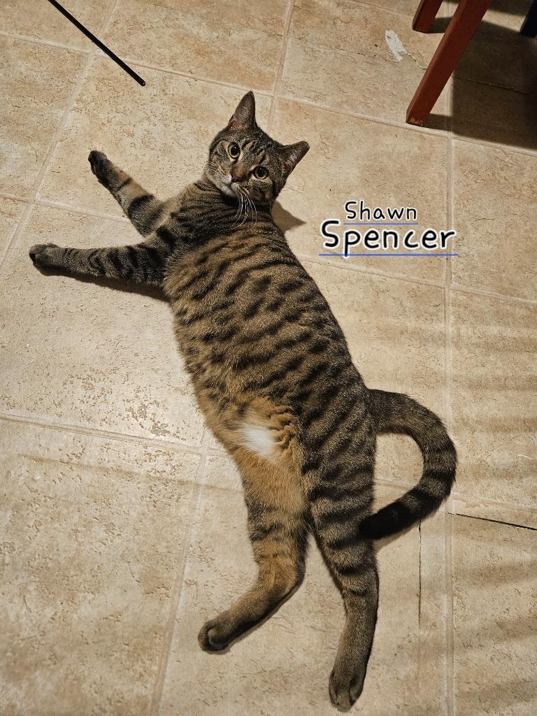 Enlarge Shawn Spencer, a Adoptable mixed breed in Parkville, MD image 6/6