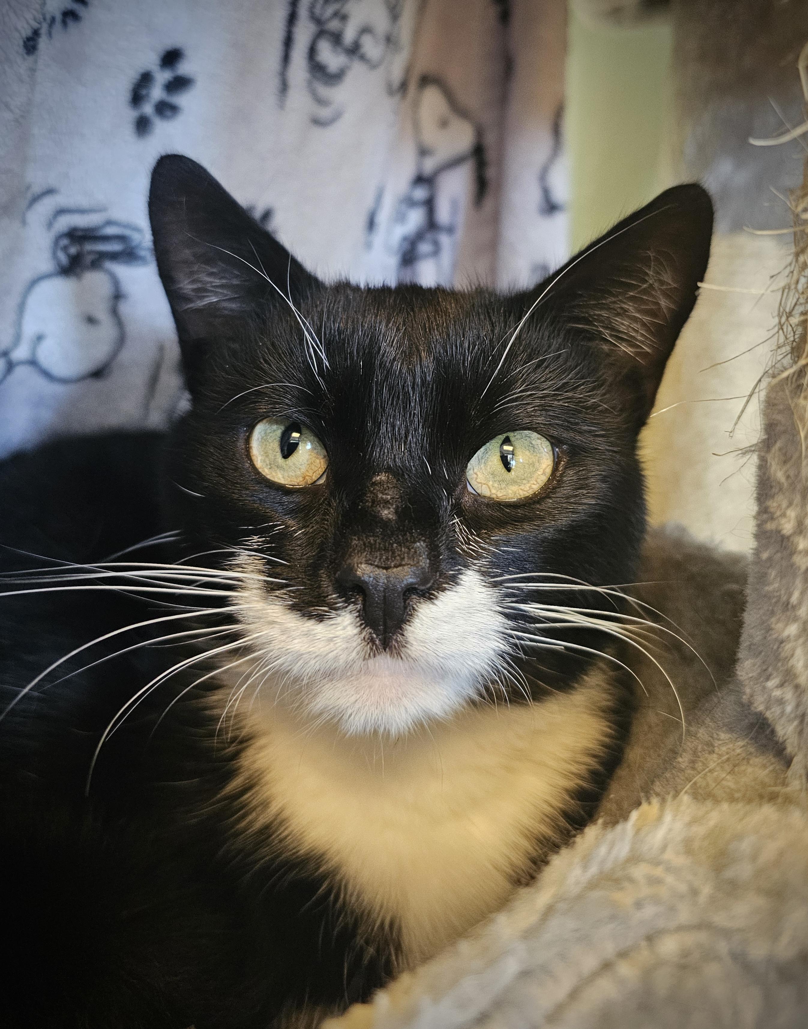 Enlarge North, a Adoptable Domestic Short Hair in Brownsville, VT image 1/1