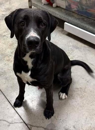 Dewbert, Adoptable, Adult Male Labrador Retriever & Mixed Breed.