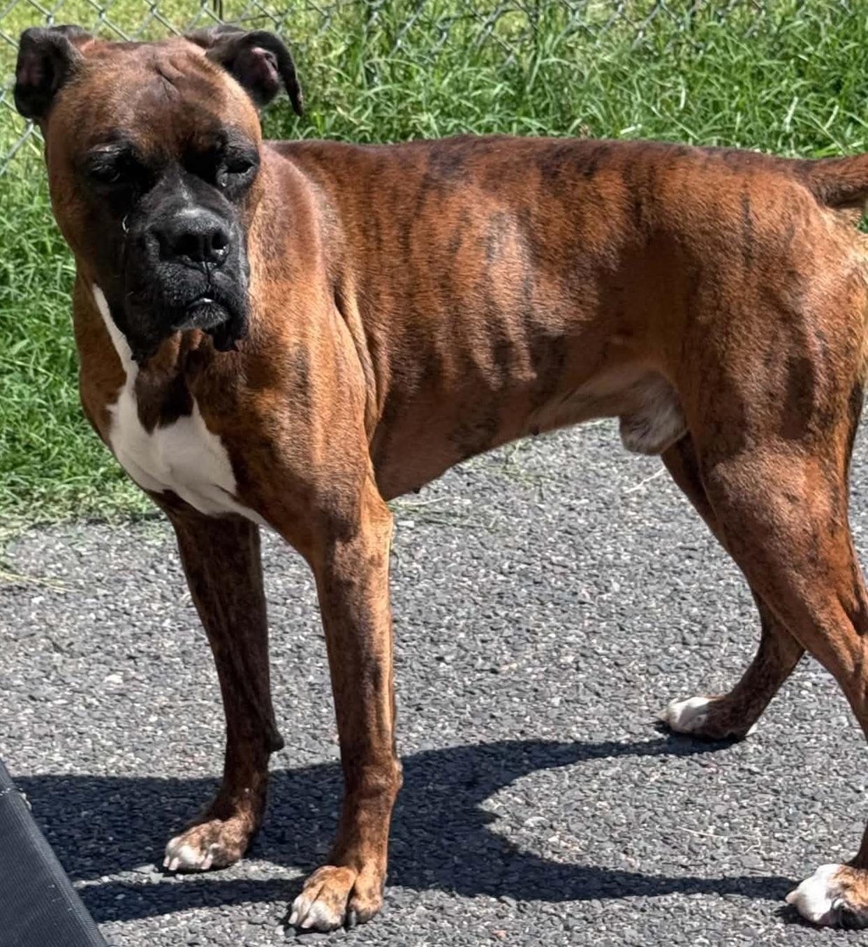mr lucky, ADOPTABLE, Adult Male Boxer.