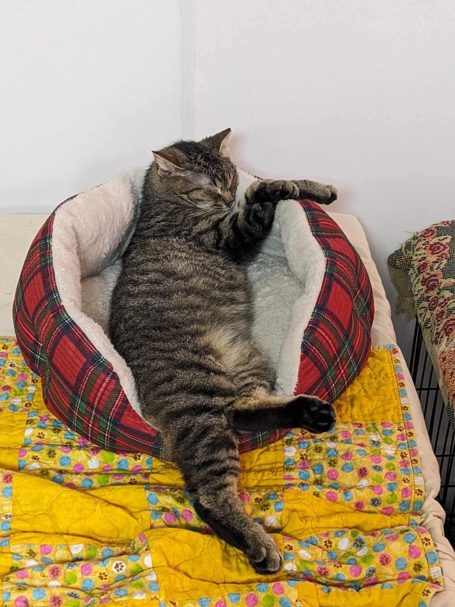 Pop, a Adoptable Domestic Short Hair in Rocky Ridge, MD image 1/3