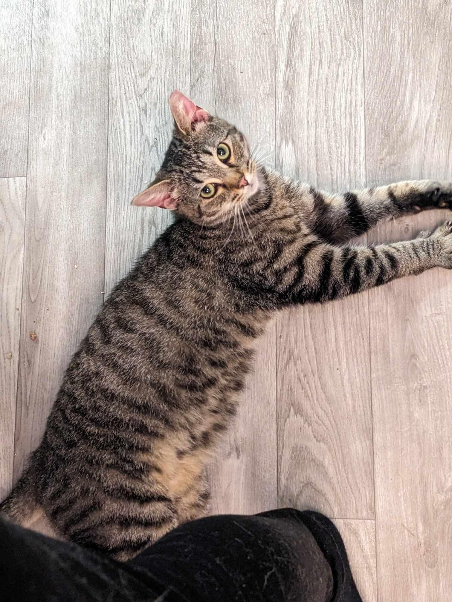 Pop, a Adoptable Domestic Short Hair in Rocky Ridge, MD image 2/3