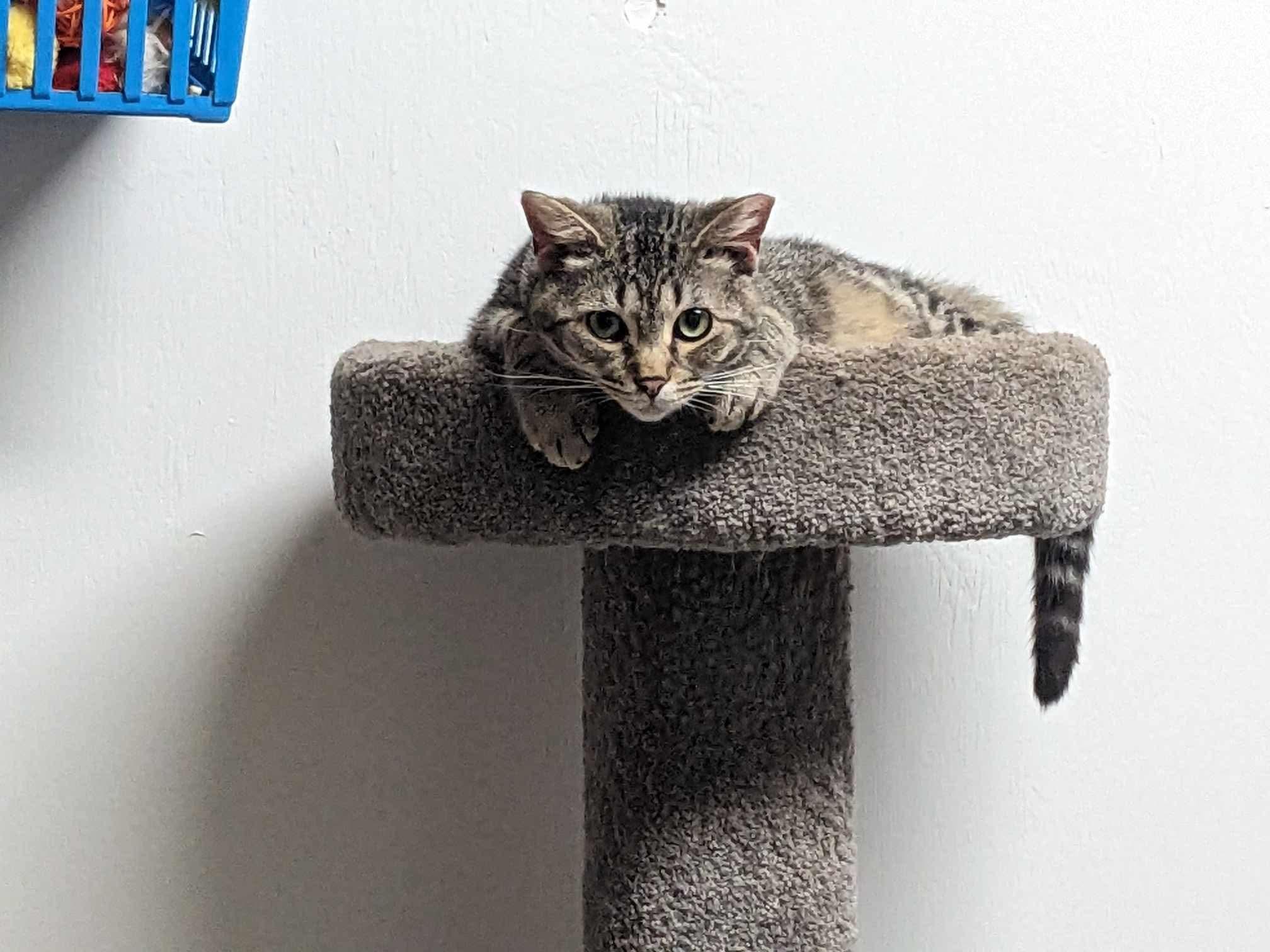 Pop, a Adoptable Domestic Short Hair in Rocky Ridge, MD image 3/3