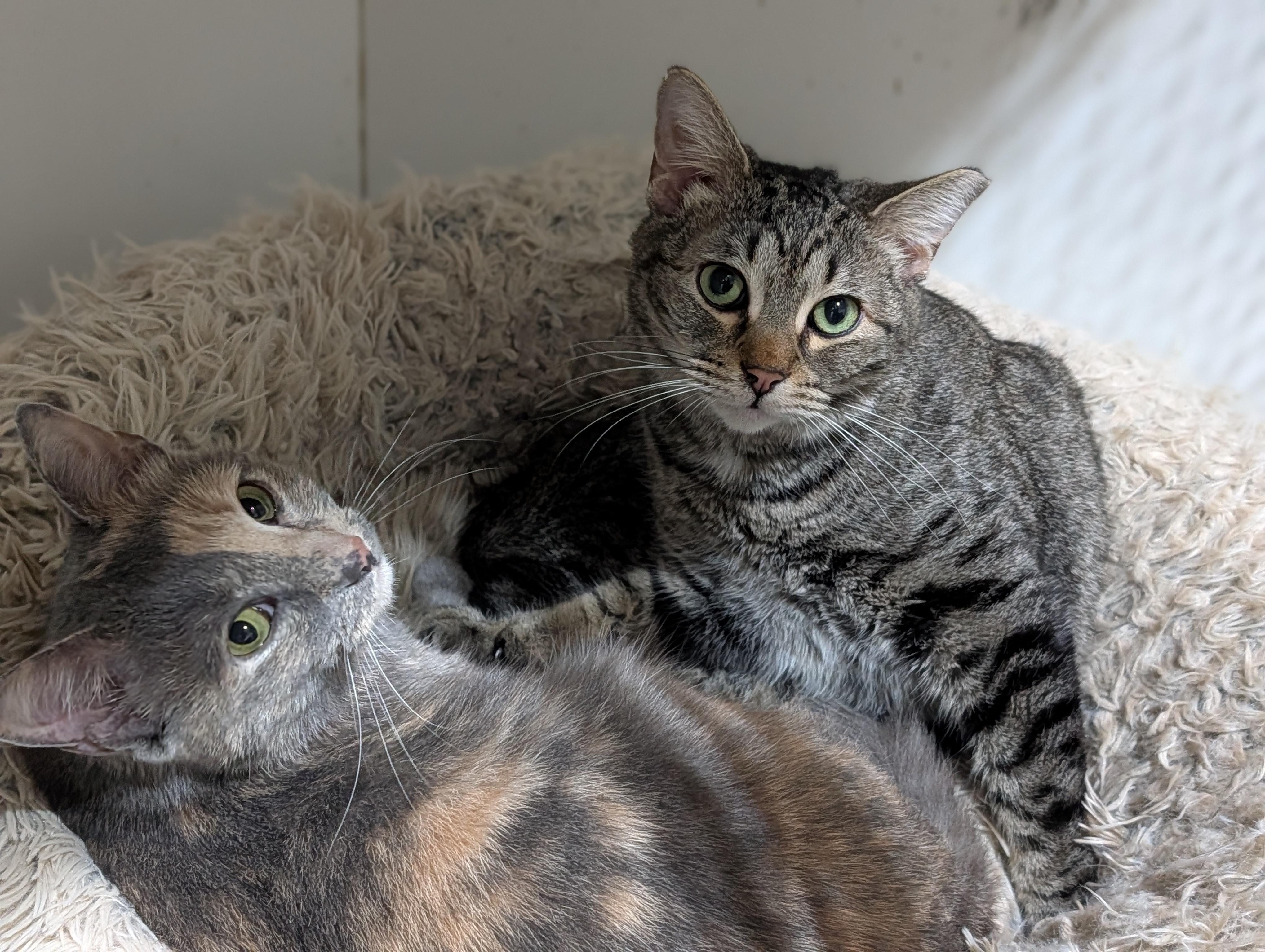 Pop & Sweet D, Adoptable, Adult Male Domestic Short Hair.