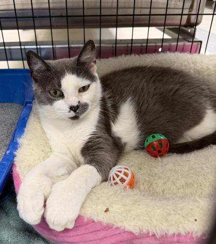 Enlarge Honey, a Adoptable Domestic Short Hair in Webster, MA image 1/1