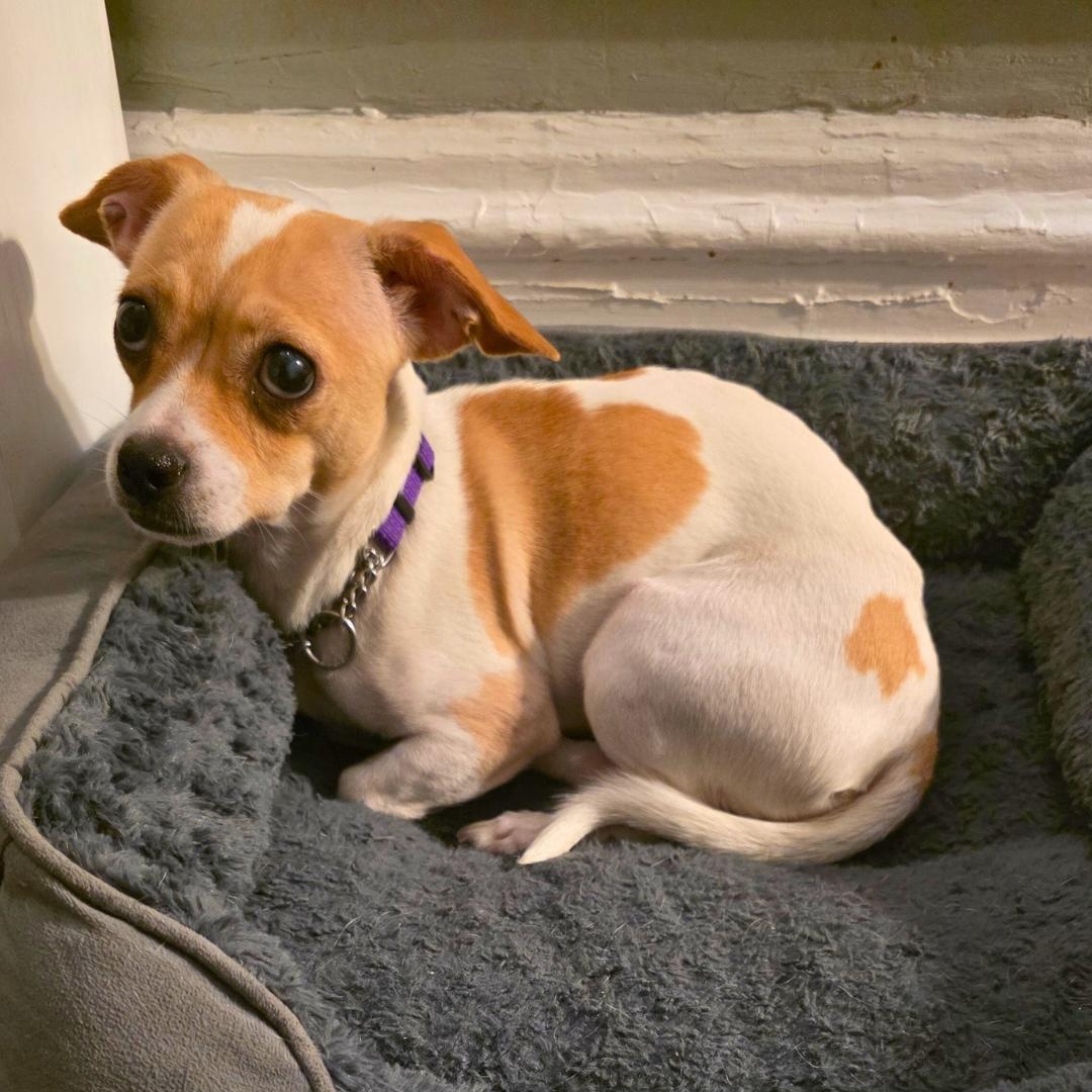 Mikycha, an adoptable Jack Russell Terrier in New York, NY image 2/5