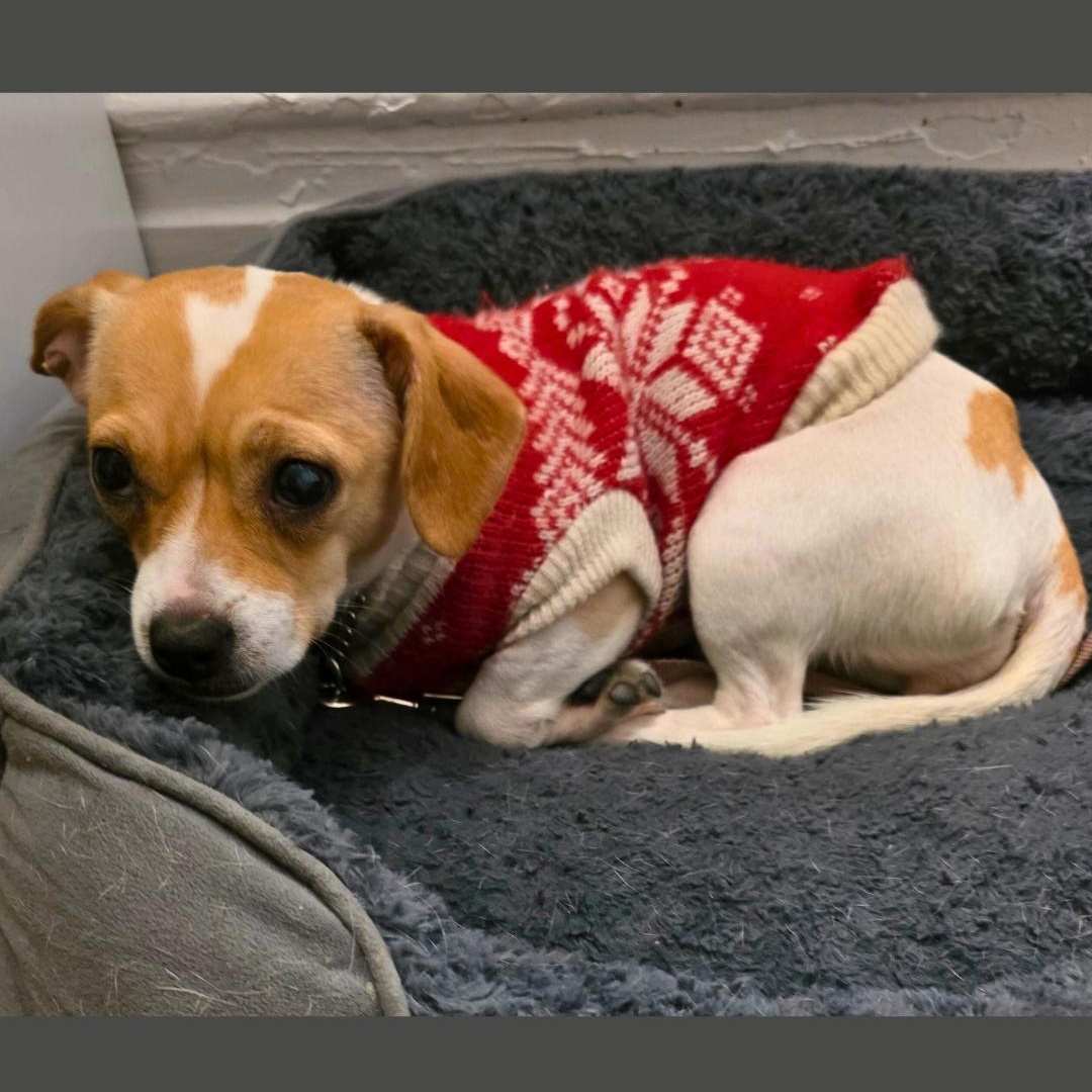 Mikycha, an adoptable Jack Russell Terrier in New York, NY image 4/5