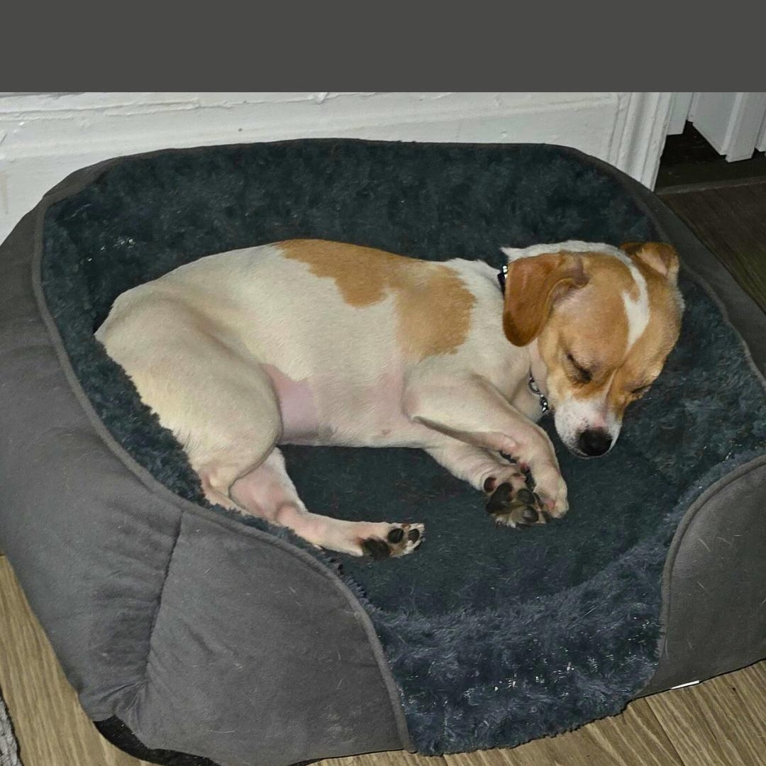 Mikycha, an adoptable Jack Russell Terrier in New York, NY image 5/5