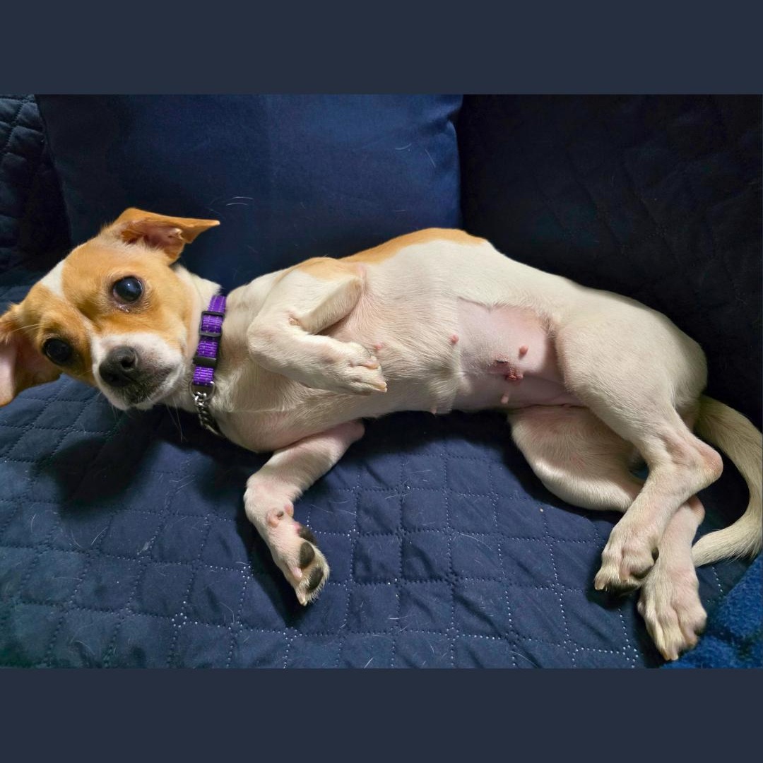 Mikycha, an adoptable Jack Russell Terrier in New York, NY image 3/5