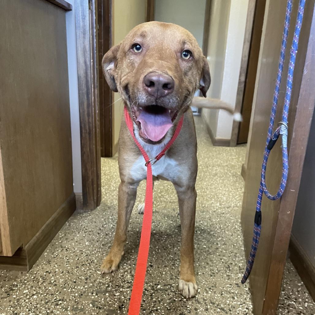 Ira, Adoptable, Adult Male Vizsla.