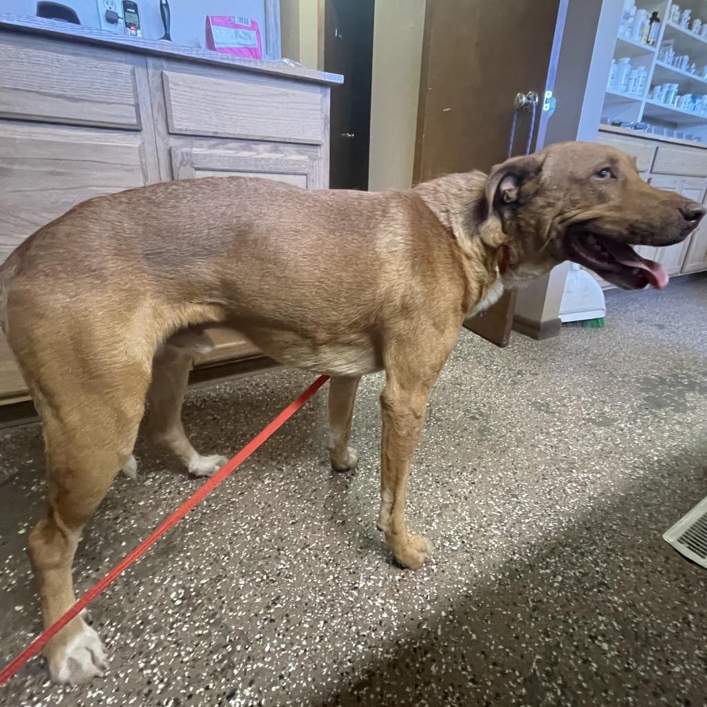 Ira, a Adoptable Vizsla in Stilwell, OK image 2/2