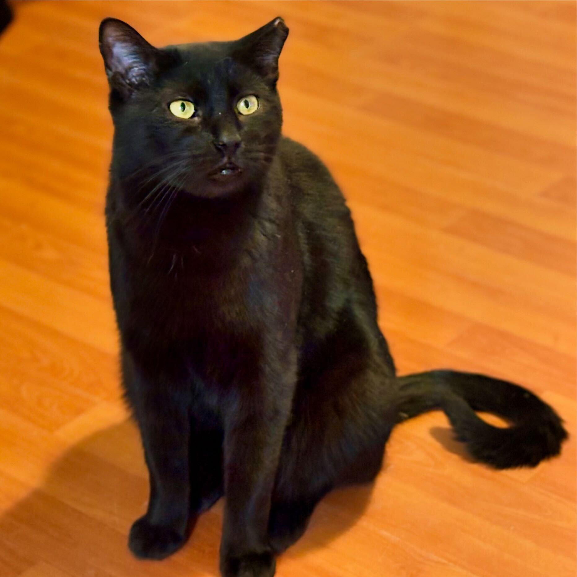 Enlarge Nightshade, a Adoptable Domestic Short Hair in Las Cruces, NM image 1/3