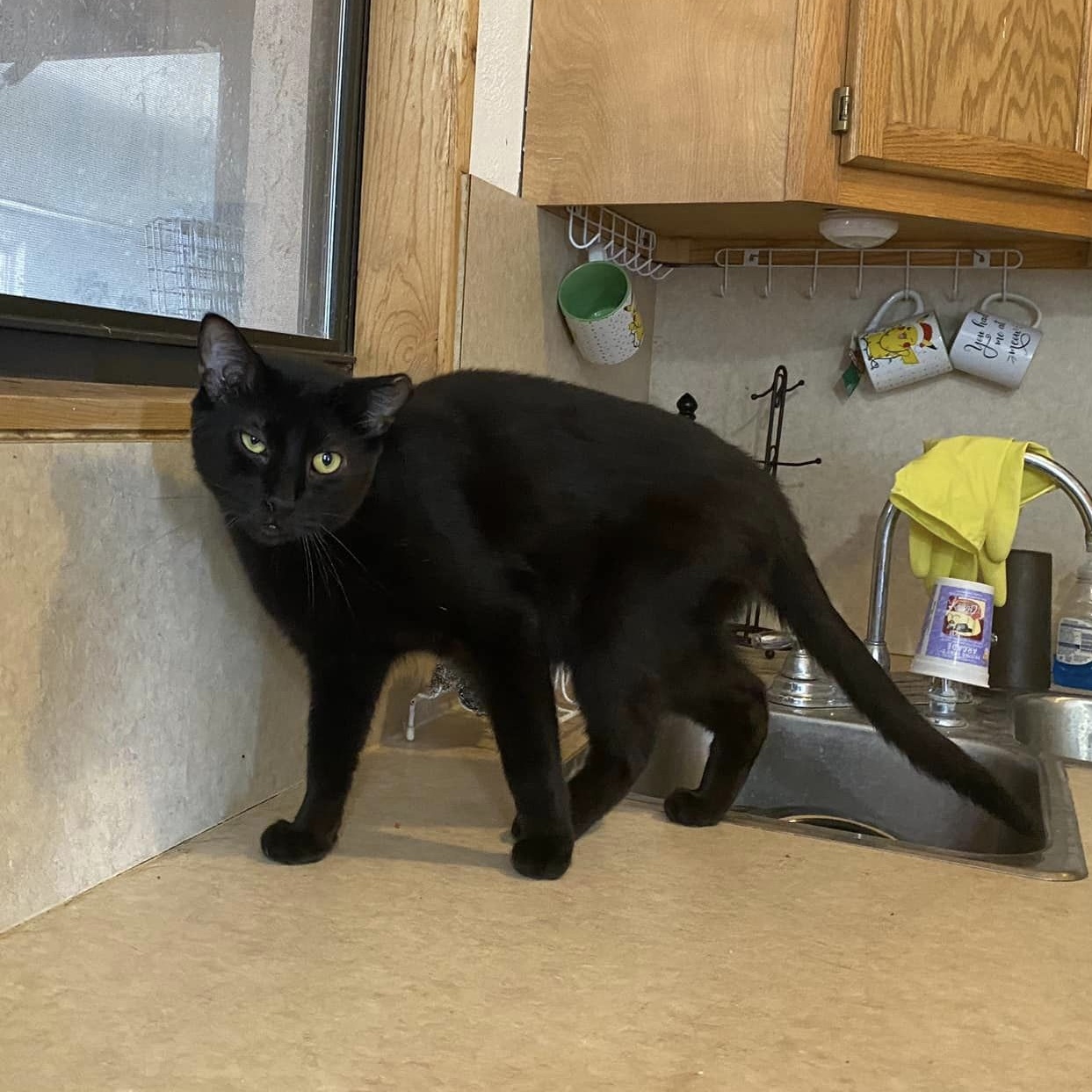 Enlarge Nightshade, a Adoptable Domestic Short Hair in Las Cruces, NM image 3/3