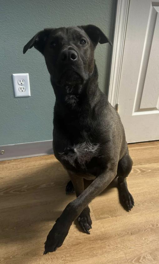 Bear, Adoptable, Adult Male Labrador Retriever.