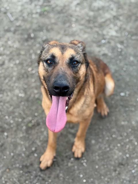 STELLA, Adoptable, Adult Female German Shepherd Dog.