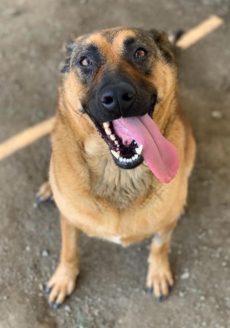 STELLA, Adoptable, Adult Female German Shepherd Dog.