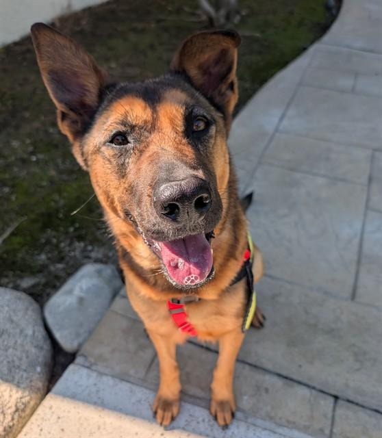 STELLA, Adoptable, Adult Female German Shepherd Dog.