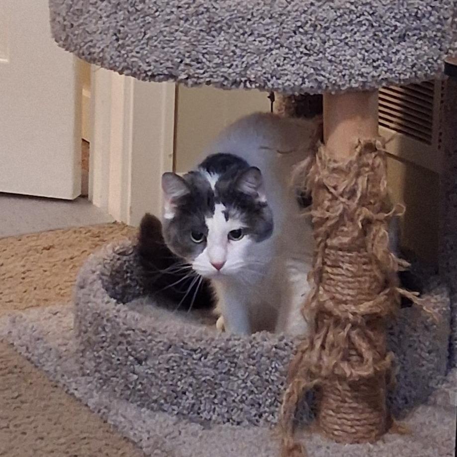 Reba - Foster, Adoptable, Adult Female Domestic Short Hair.