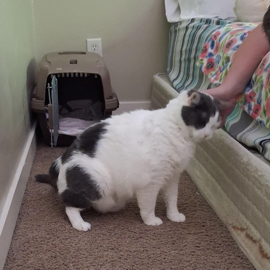 Reba - Foster, a Adoptable Domestic Short Hair in Grand Rapids, MI image 1/5