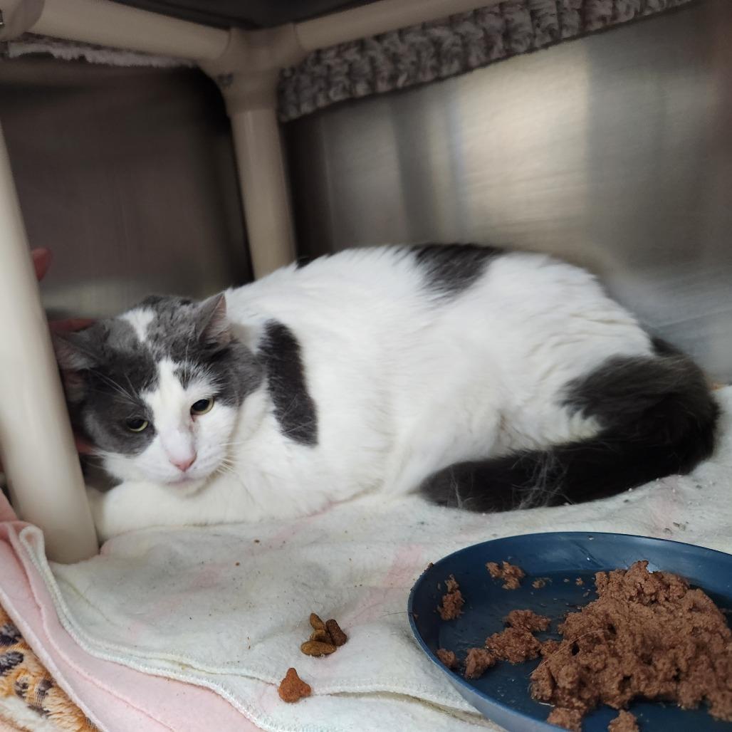 Reba - Foster, a Adoptable Domestic Short Hair in Grand Rapids, MI image 2/5