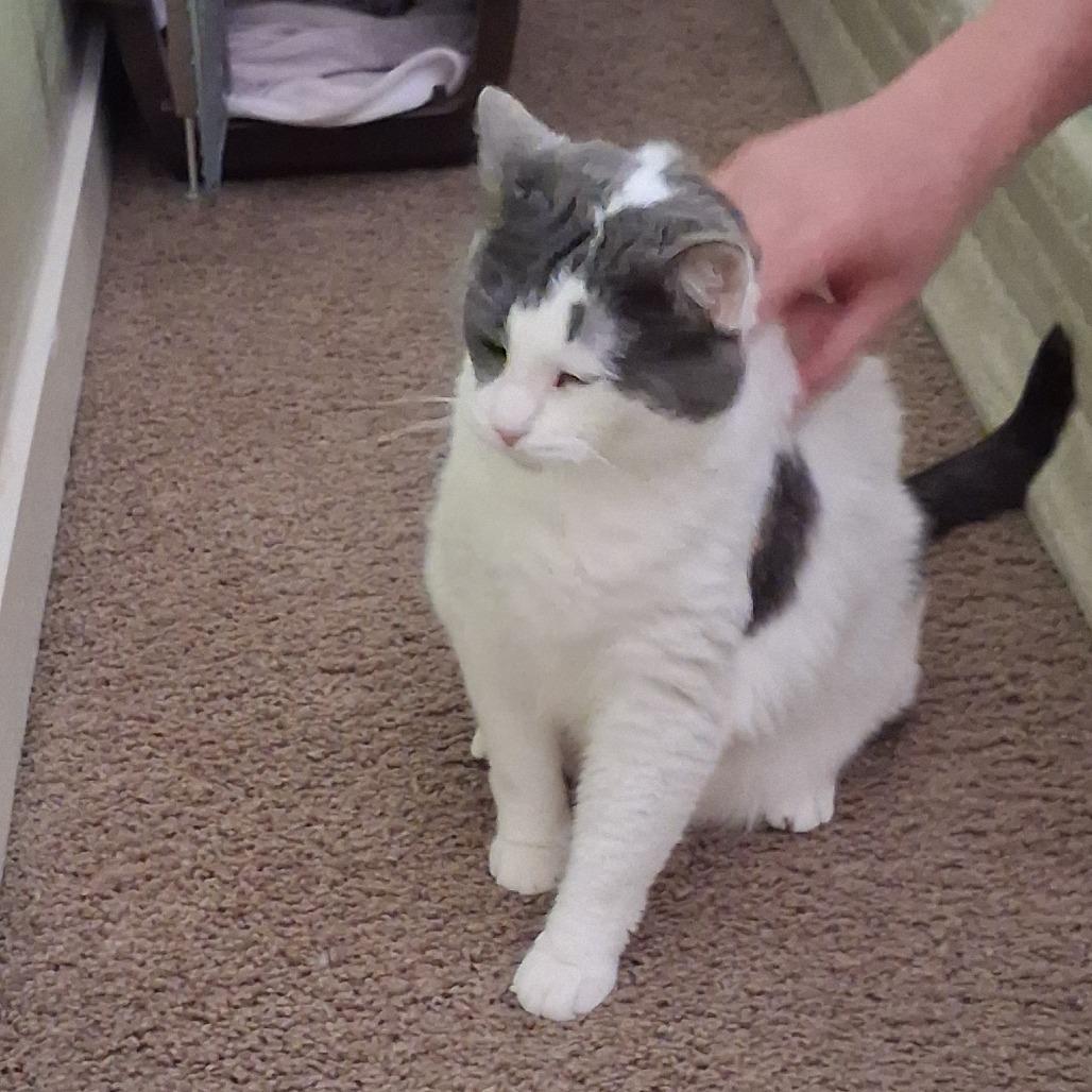 Reba - Foster, a Adoptable Domestic Short Hair in Grand Rapids, MI image 3/5