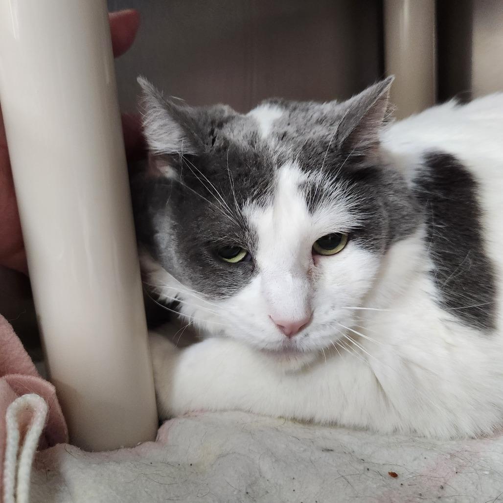 Reba - Foster, a Adoptable Domestic Short Hair in Grand Rapids, MI image 4/5