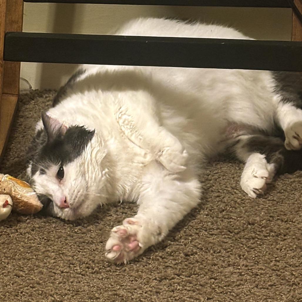 Reba - Foster, a Adoptable Domestic Short Hair in Grand Rapids, MI image 5/5