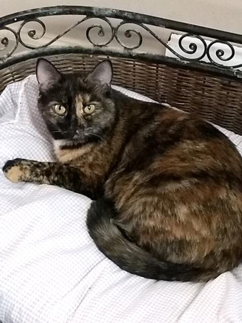 Dixie, Adult Female Domestic Short Hair