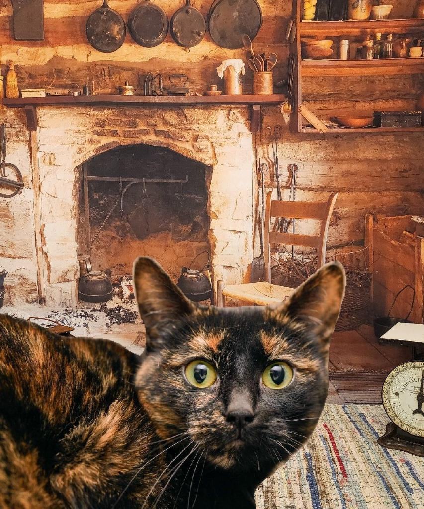 Dixie, Adoptable, Adult Female Domestic Short Hair.