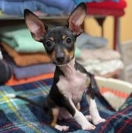 Enlarge Bristol, a ADOPTABLE Rat Terrier in Greensburg, PA image 5/6