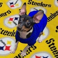 Enlarge Bristol, a ADOPTABLE Rat Terrier in Greensburg, PA image 2/6