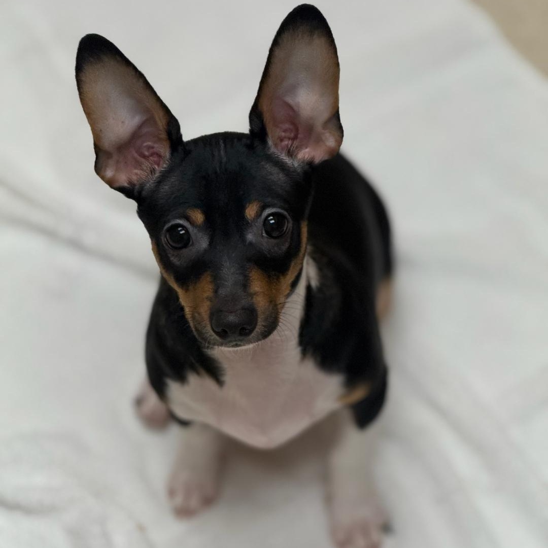 Enlarge Bristol, a ADOPTABLE Rat Terrier in Greensburg, PA image 1/6