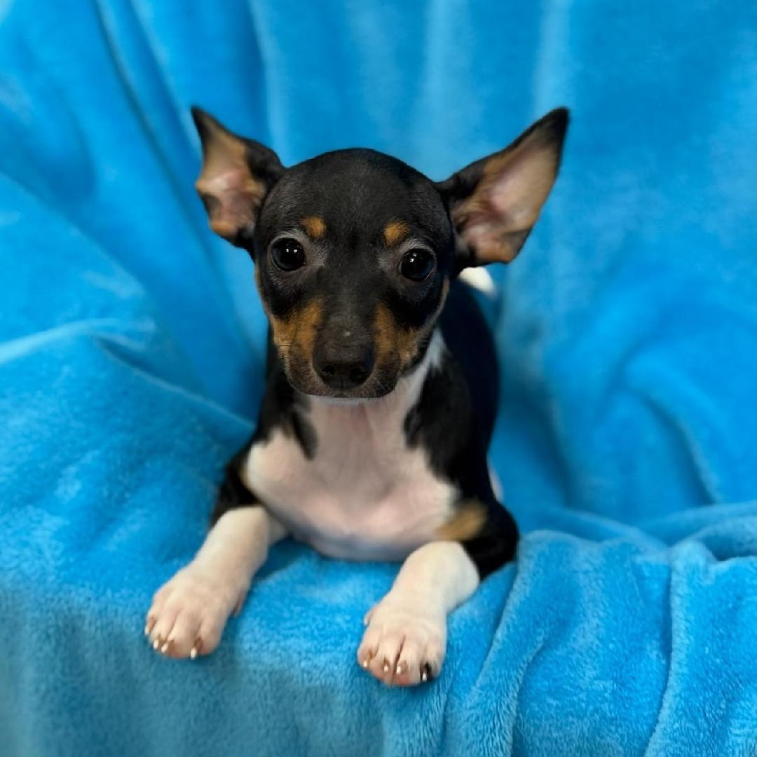 Enlarge Bristol, a ADOPTABLE Rat Terrier in Greensburg, PA image 3/6