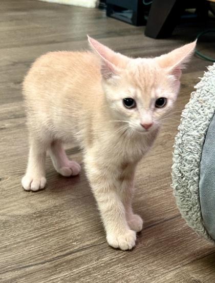 Cosmos, Adoptable, Kitten Male Domestic Short Hair & Domestic Short Hair.