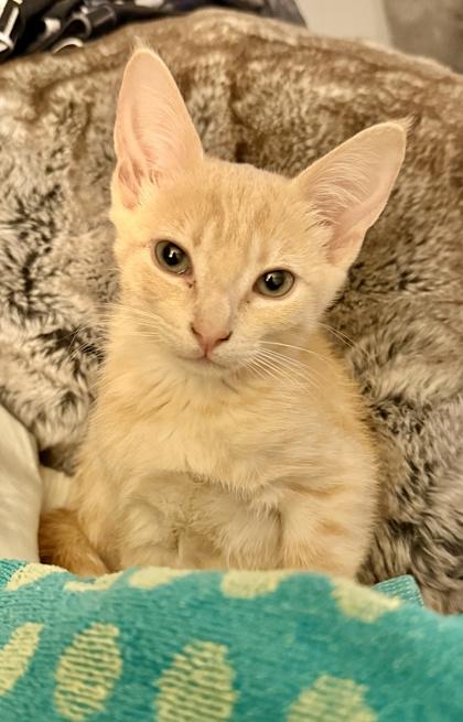 Enlarge Cosmos, a Adoptable mixed breed in San Diego, CA image 2/3