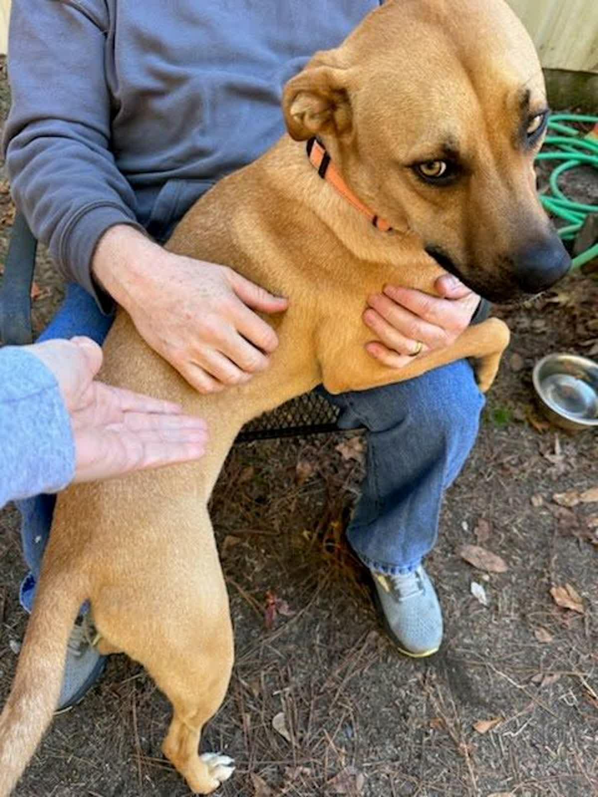 Goldie, ADOPTABLE, Adult Female Mixed Breed.