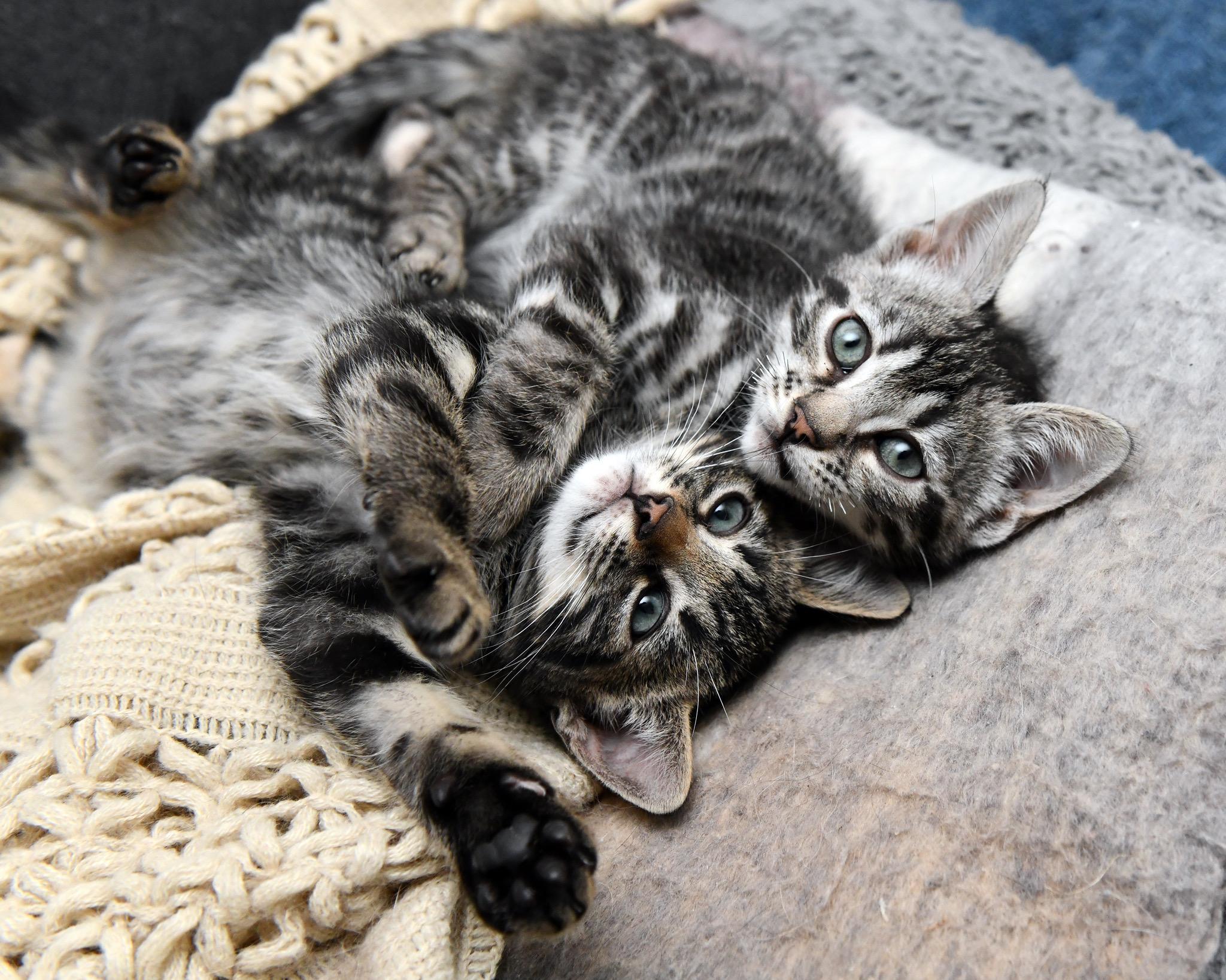 Enlarge Le Tigre and Blue Steel, an adopted Domestic Short Hair in Seattle, WA image 5/6