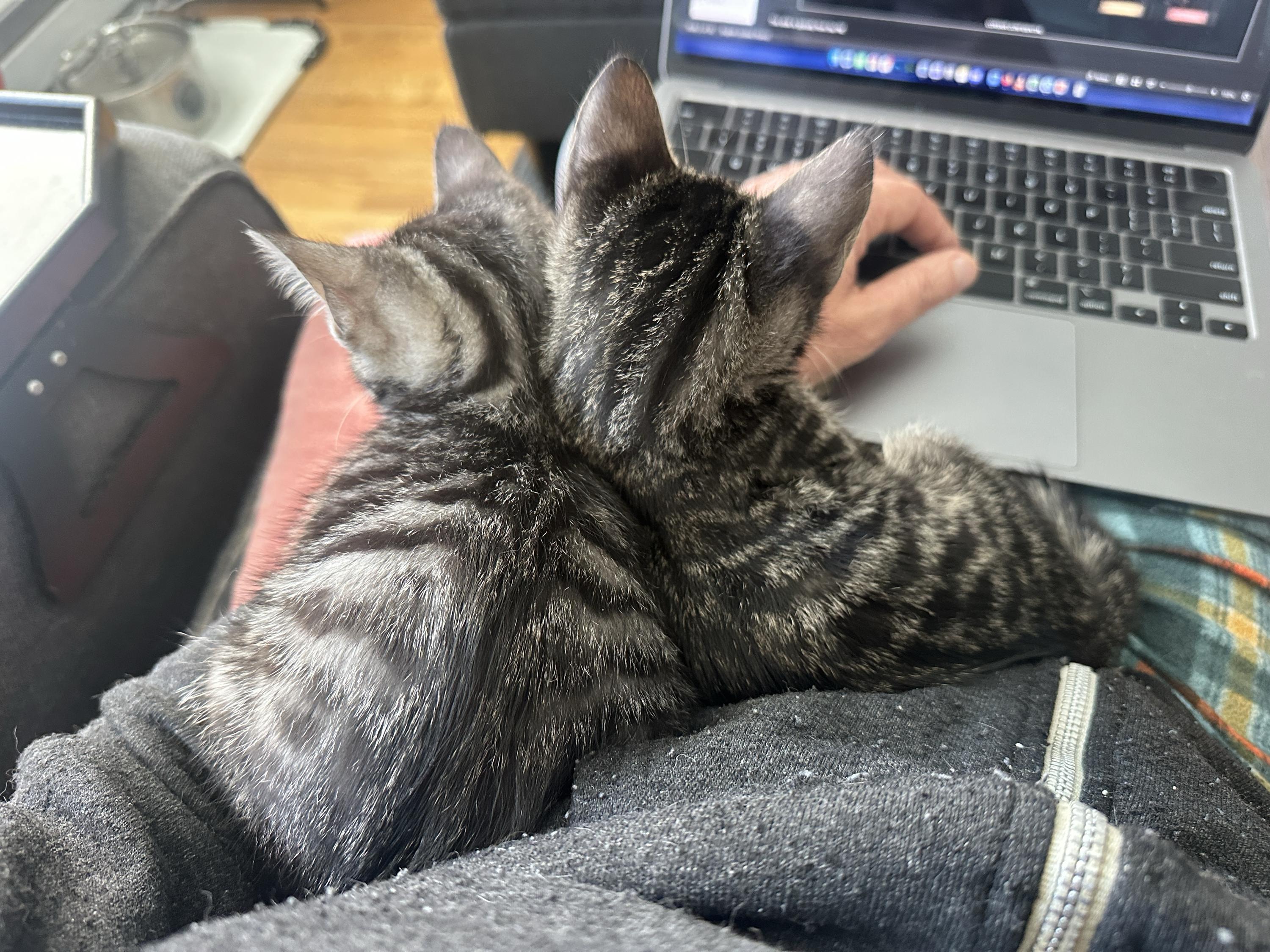 Enlarge Le Tigre and Blue Steel, an adopted Domestic Short Hair in Seattle, WA image 2/6