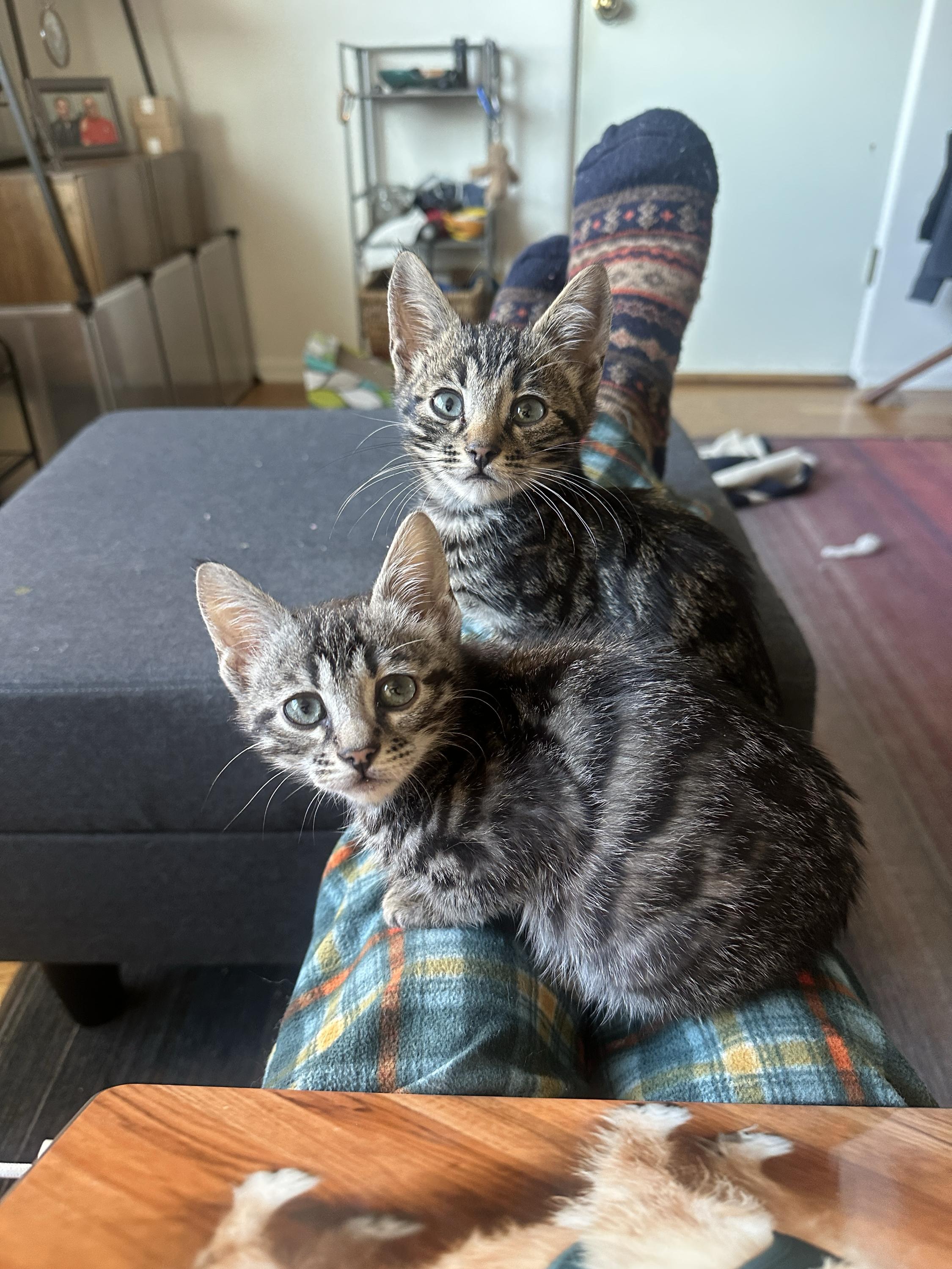 Enlarge Le Tigre and Blue Steel, an adopted Domestic Short Hair in Seattle, WA image 3/6