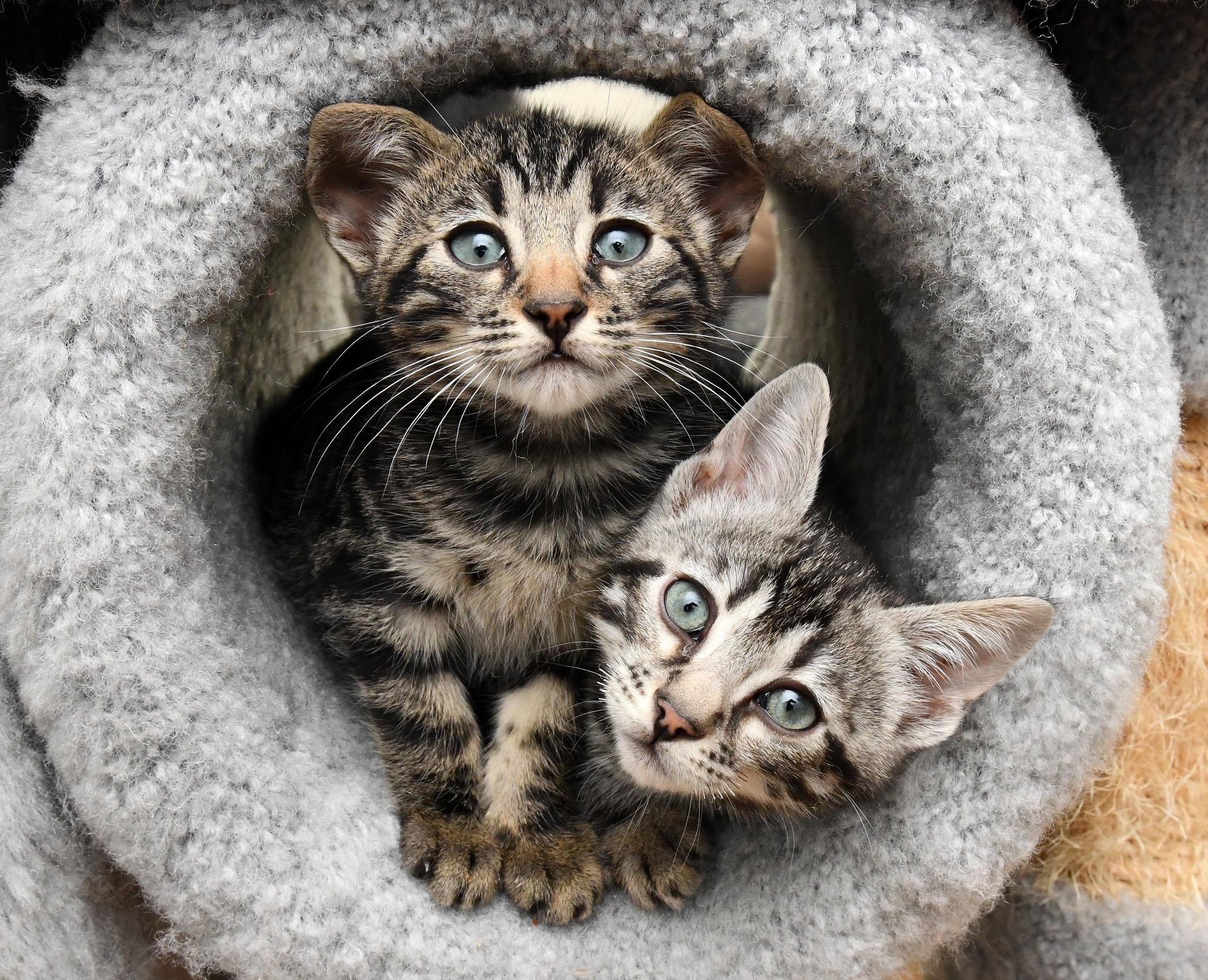 Enlarge Le Tigre and Blue Steel, an adopted Domestic Short Hair in Seattle, WA image 1/6